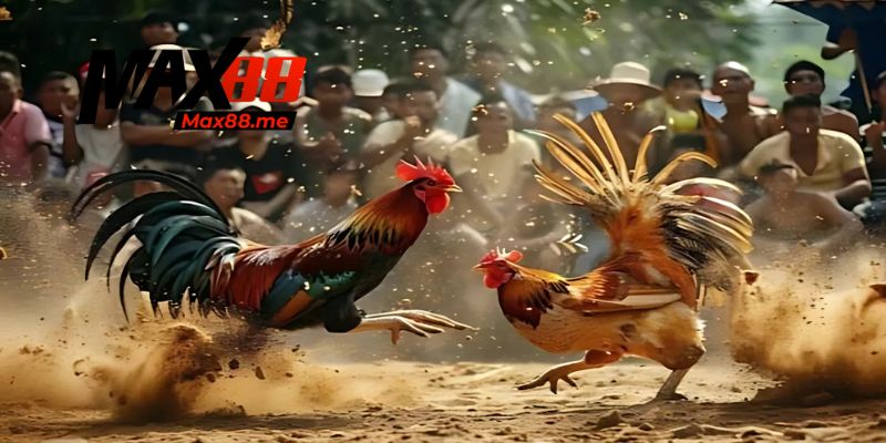 Các thể loại đá gà phổ biến trong đá gà mạng