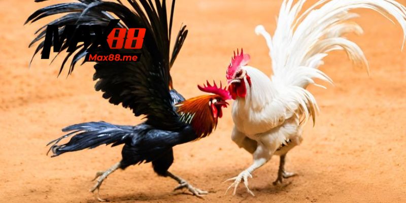 Chọn loại cựa đá gà hợp lệ với từng dòng chiến kê