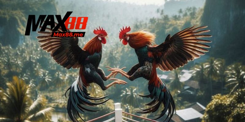 Dụng cụ gà cựa chuyên dụng hỗ trợ thắng lớn