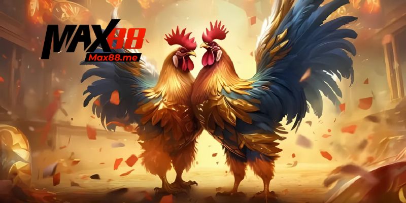 Kinh nghiệm soi gà đọc trận chọn cửa chính xác