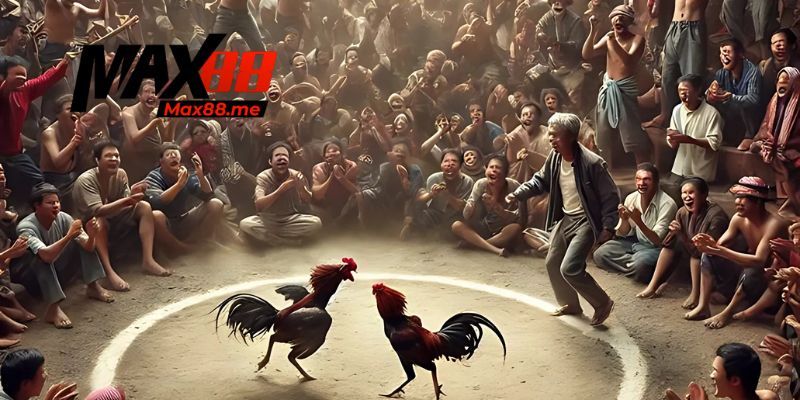 Lịch thi đấu đá gà Thomo hôm nay chi tiết