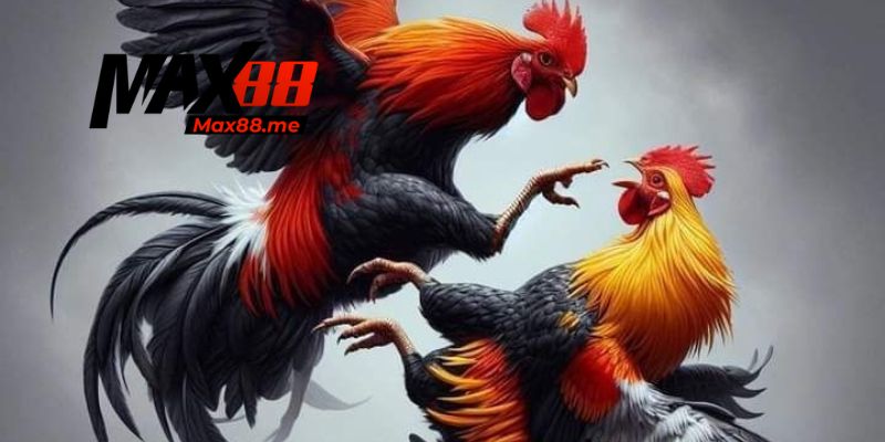 Phân tích kỹ thuật chiến kê Thomo tiêu biểu