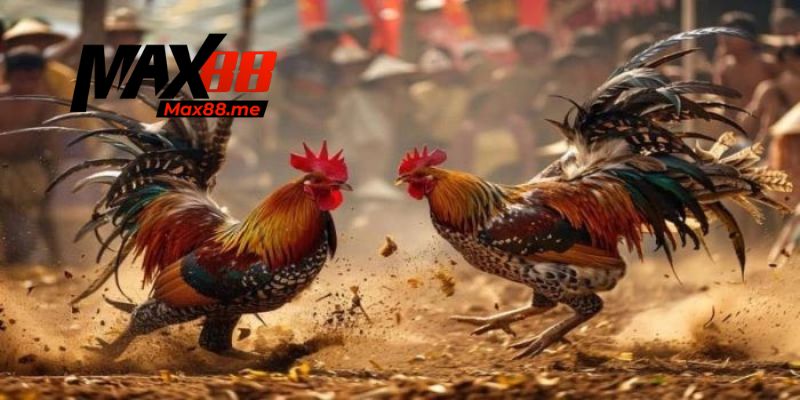 Ưu điểm cần biết khi xem đá gà trực tiếp C1 ở nền tảng